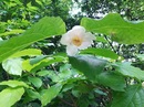 Kielichowiec chiński (Calycanthus chinensis) 